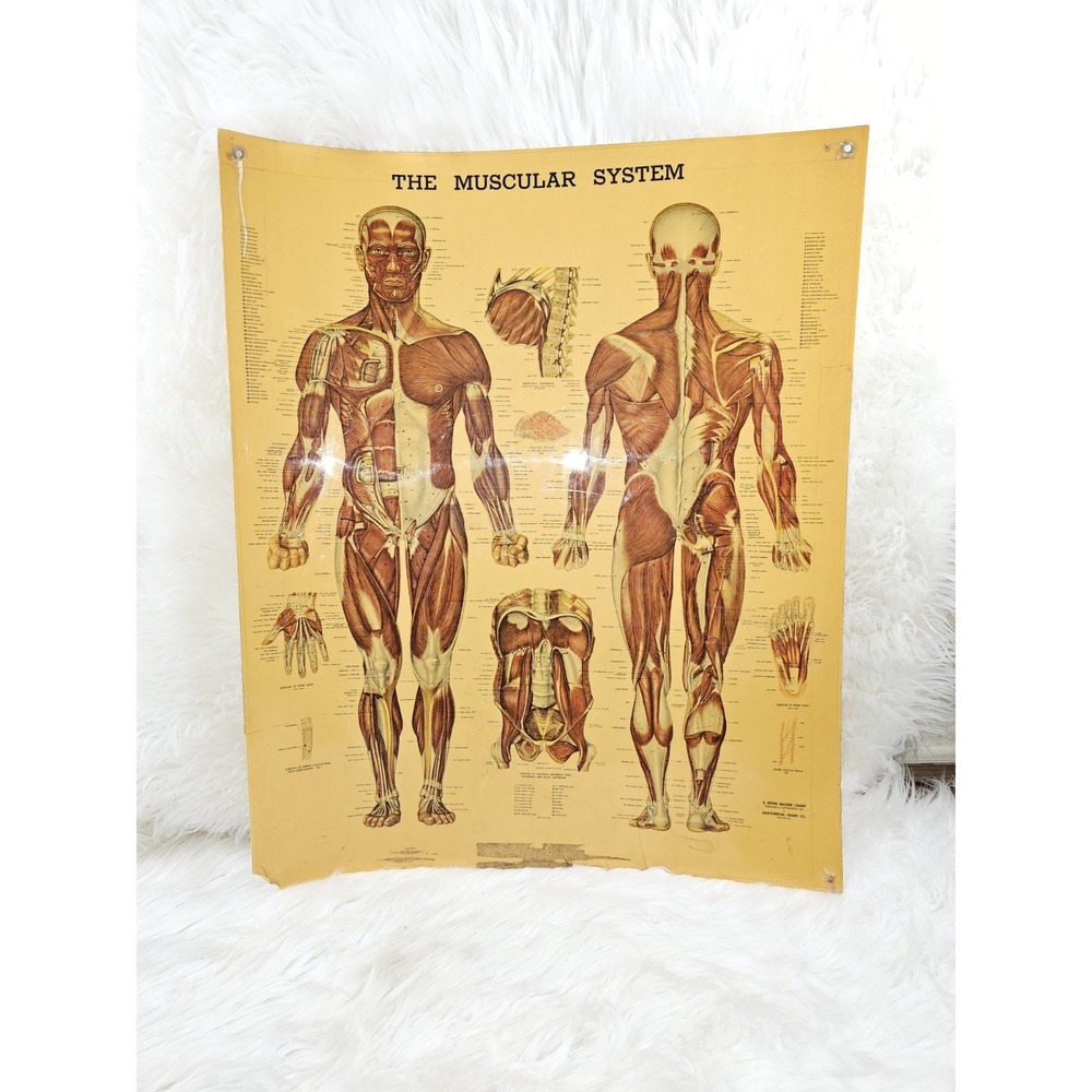 Vintage Muscular System Anatomical Chart Styrene Plastic 20x26 Unique